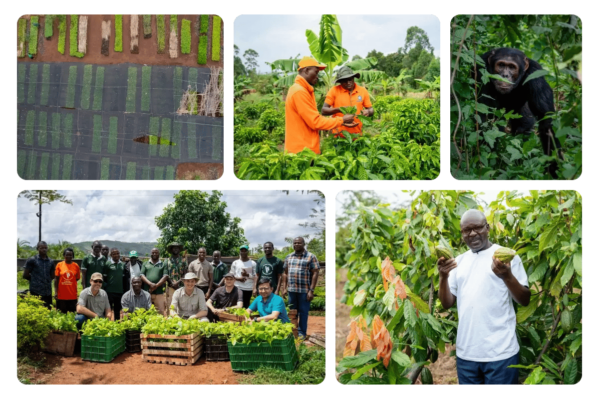 200326_Nature-based solutions vs carbon capture technology_ Which is most effective_visual 4