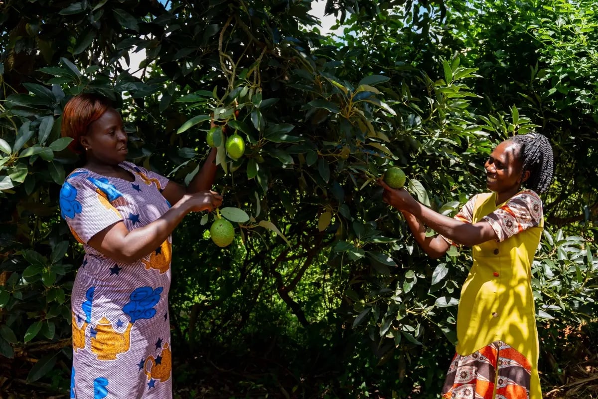 200326_Nature-based solutions vs carbon capture technology_ Which is most effective_visual 5