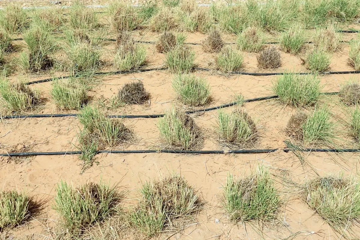 200326_Nature-based solutions vs carbon capture technology_ Which is most effective_visual 7