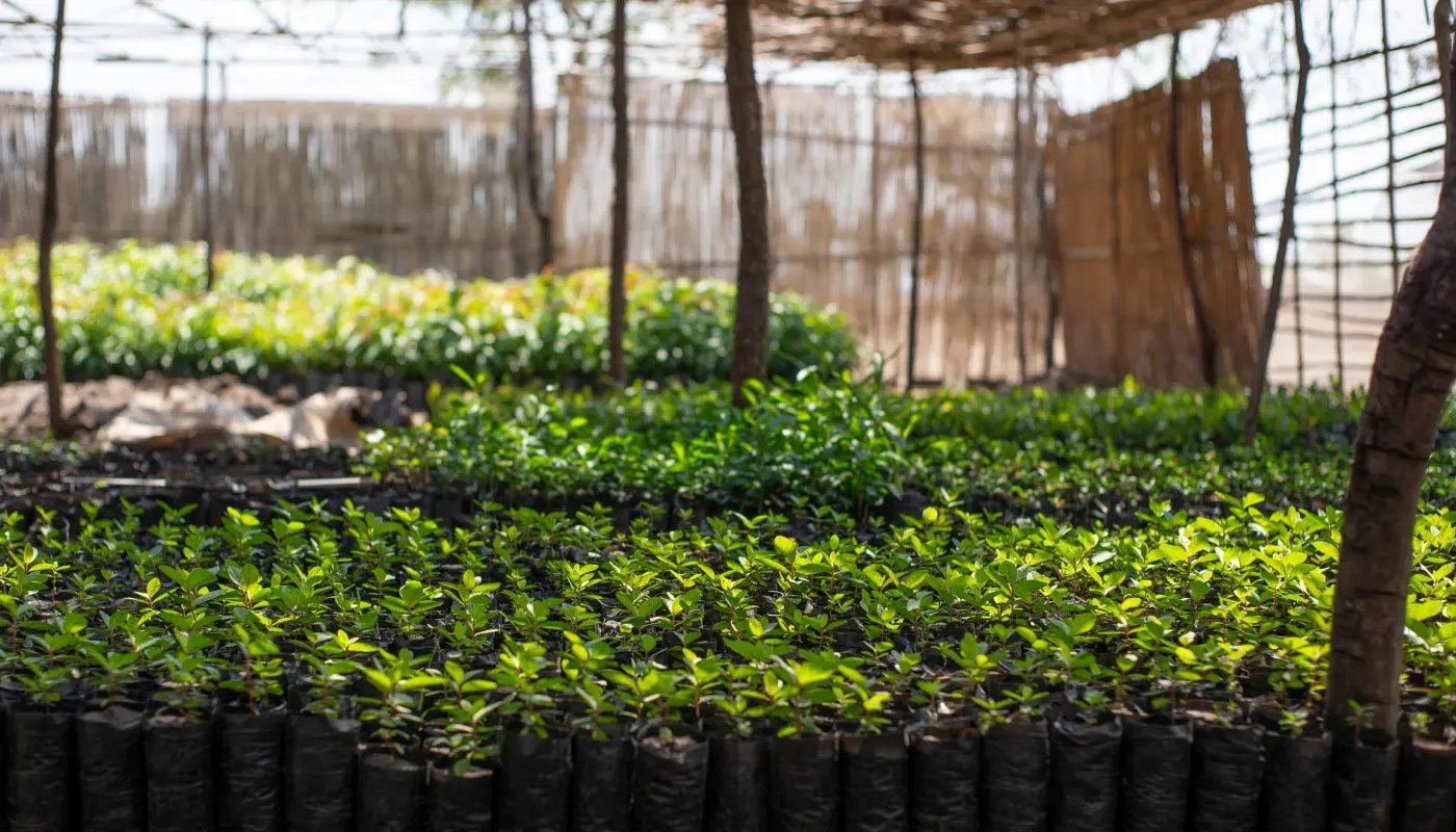 20260104_PR_Green Earth new project Malawi_visual 1