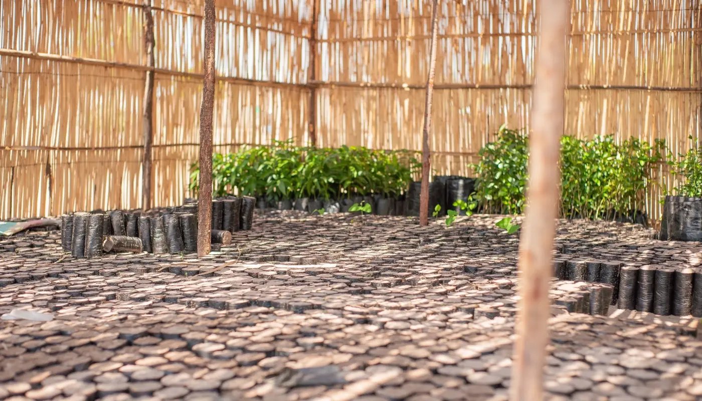 20260104_PR_Green Earth new project Malawi_visual 7