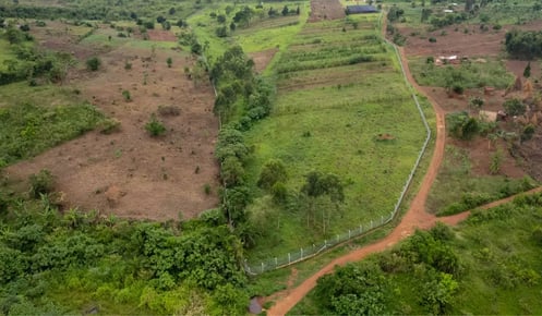 Green Earth signs long-term offtake agreement for Uganda agroforestry project with value of up to $16.3m