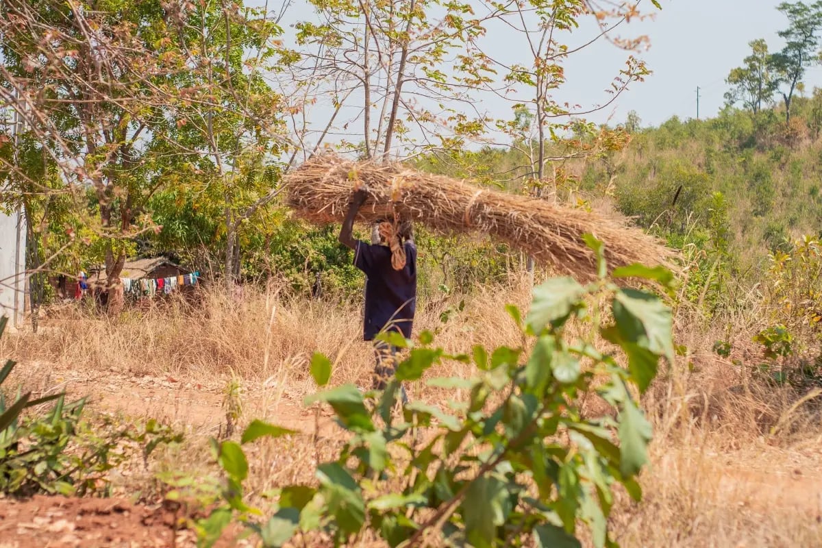 220726_Deforestation in Malawi_ causes and solutions_visual 3