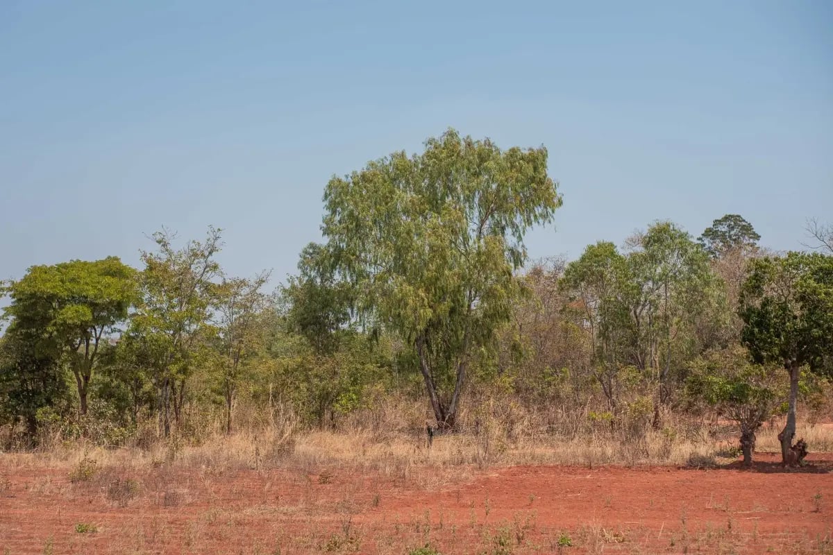 220726_Deforestation in Malawi_ causes and solutions_visual 5
