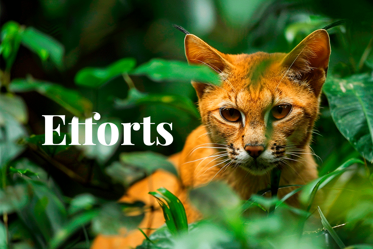 290424_Conservation-efforts-prove-effective-against-biodiversity-decline_golden cat in the congo basin_Visual-1