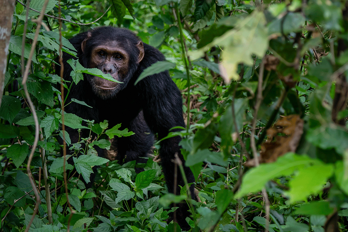 290524_What-makes-DGB’s-reforestation-projects-unique_blog_visual-3