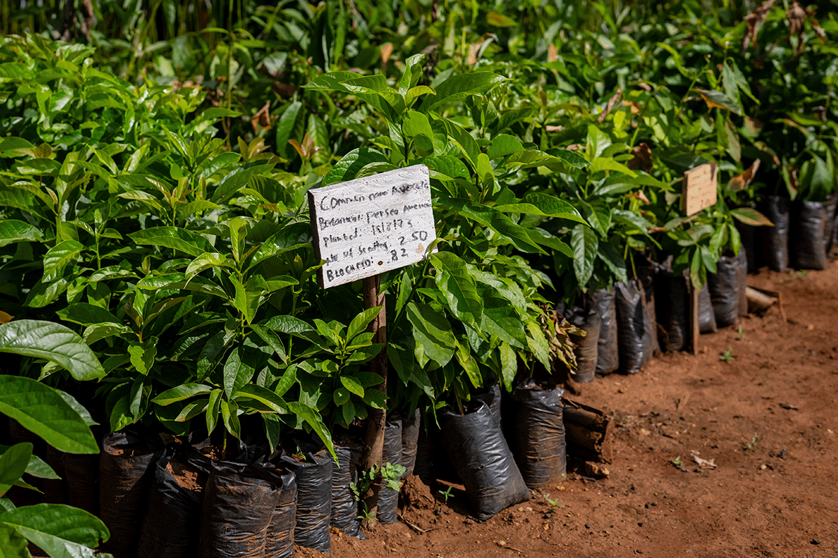 290524_What-makes-DGB’s-reforestation-projects-unique_blog_visual-5