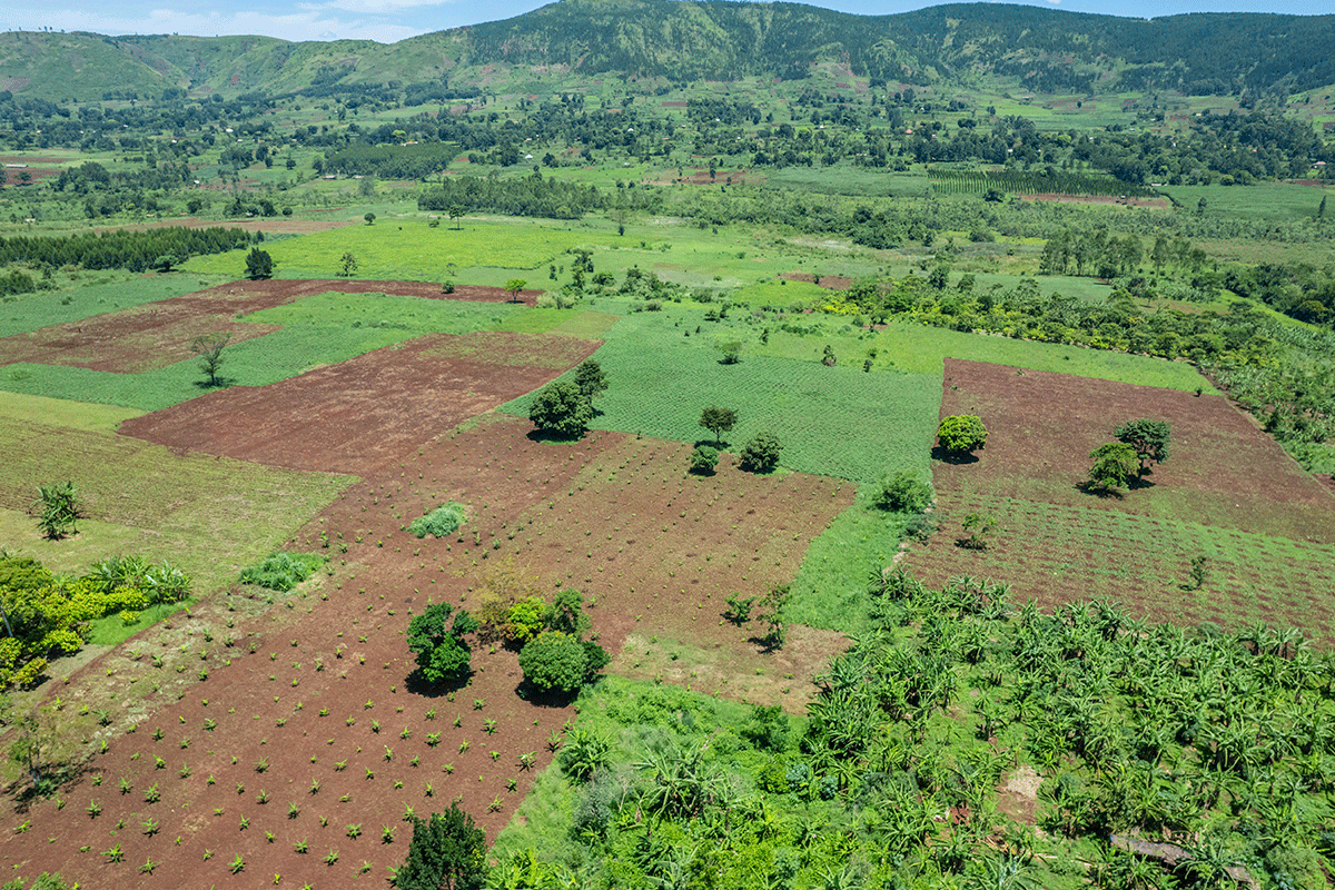 What makes Green Earth’s reforestation projects unique?