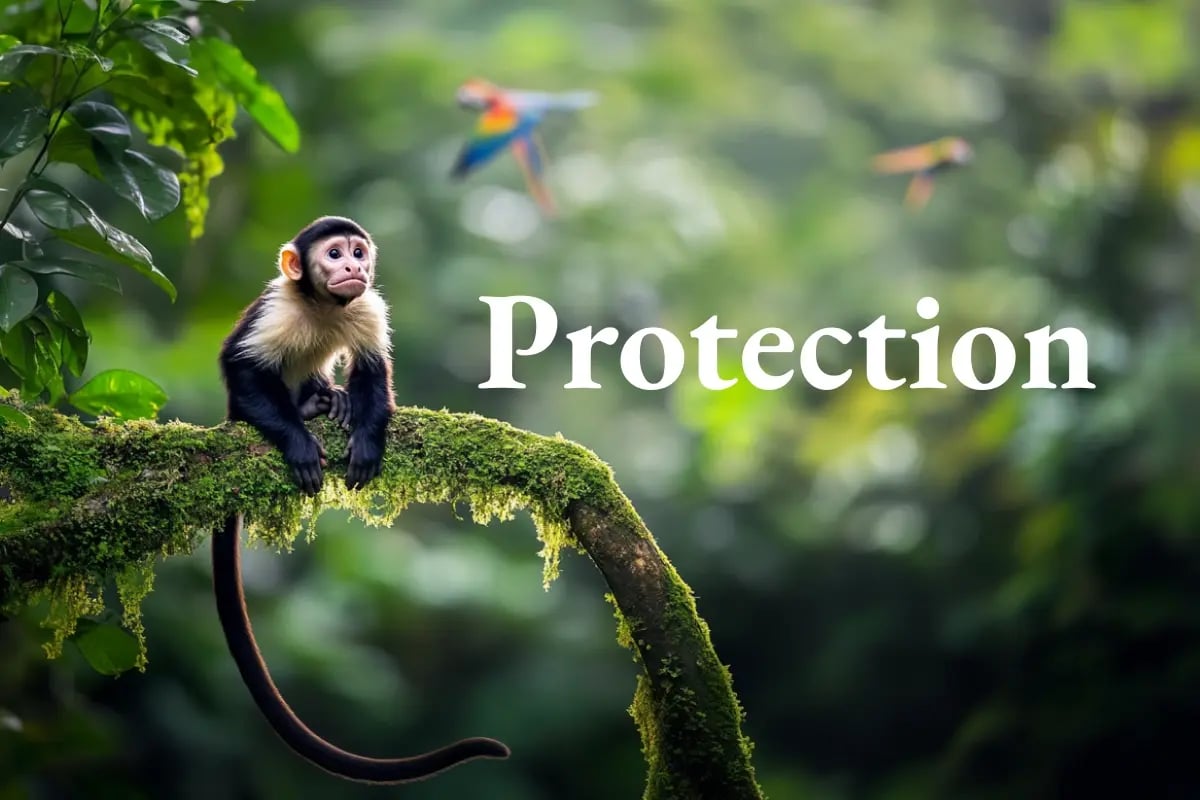 300925_Brazil launches landmark Tropical Forest Fund ahead of COP30_visual 1_EN
