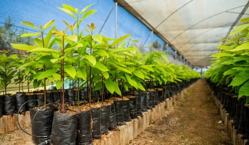 From Laikipia's kitchens to its emerging forests: news from Kenya