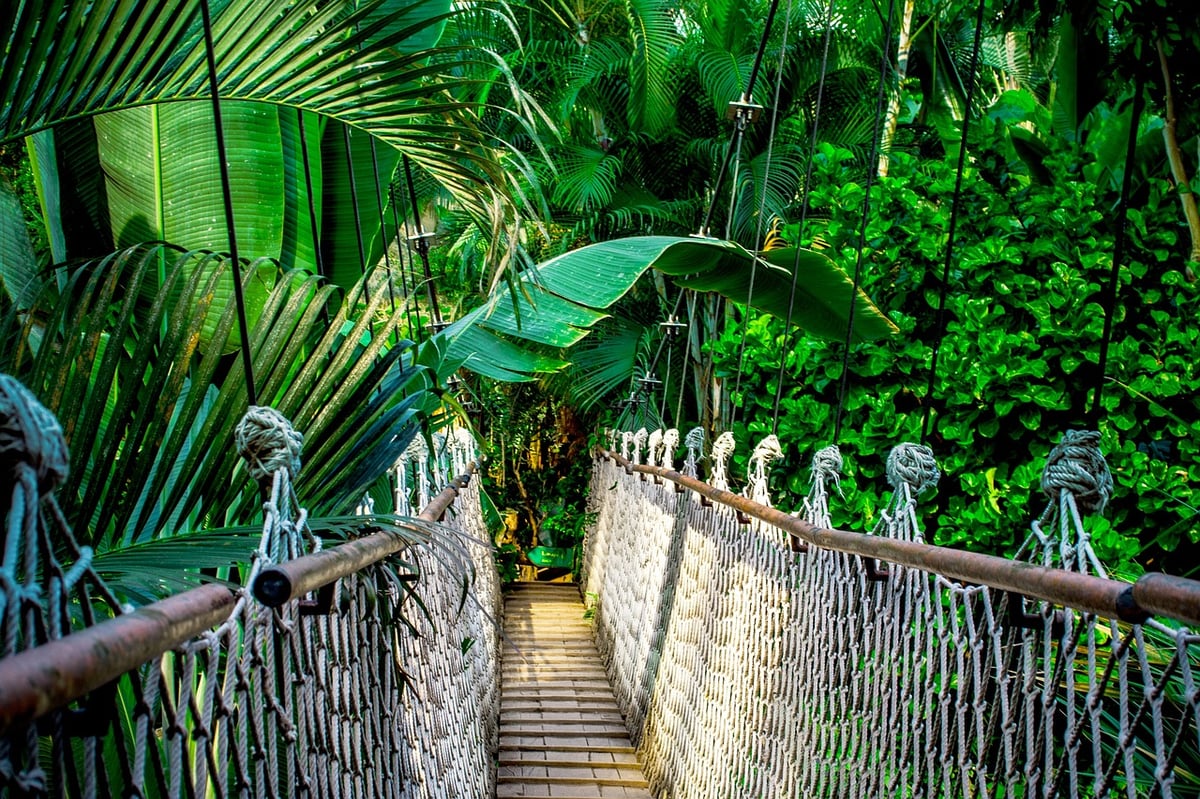 4 Important facts you need to know about Rainforests
