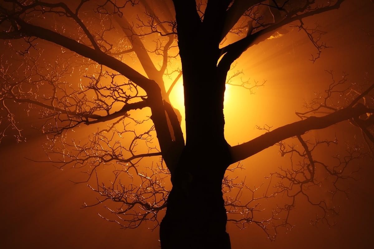5 Biggest trees on Earth