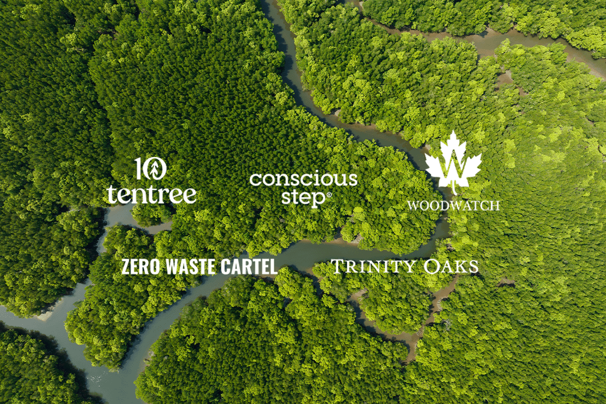 5 Green pioneers_ companies turning purchases into trees_ Drone view on a deciduous forest_visual 1