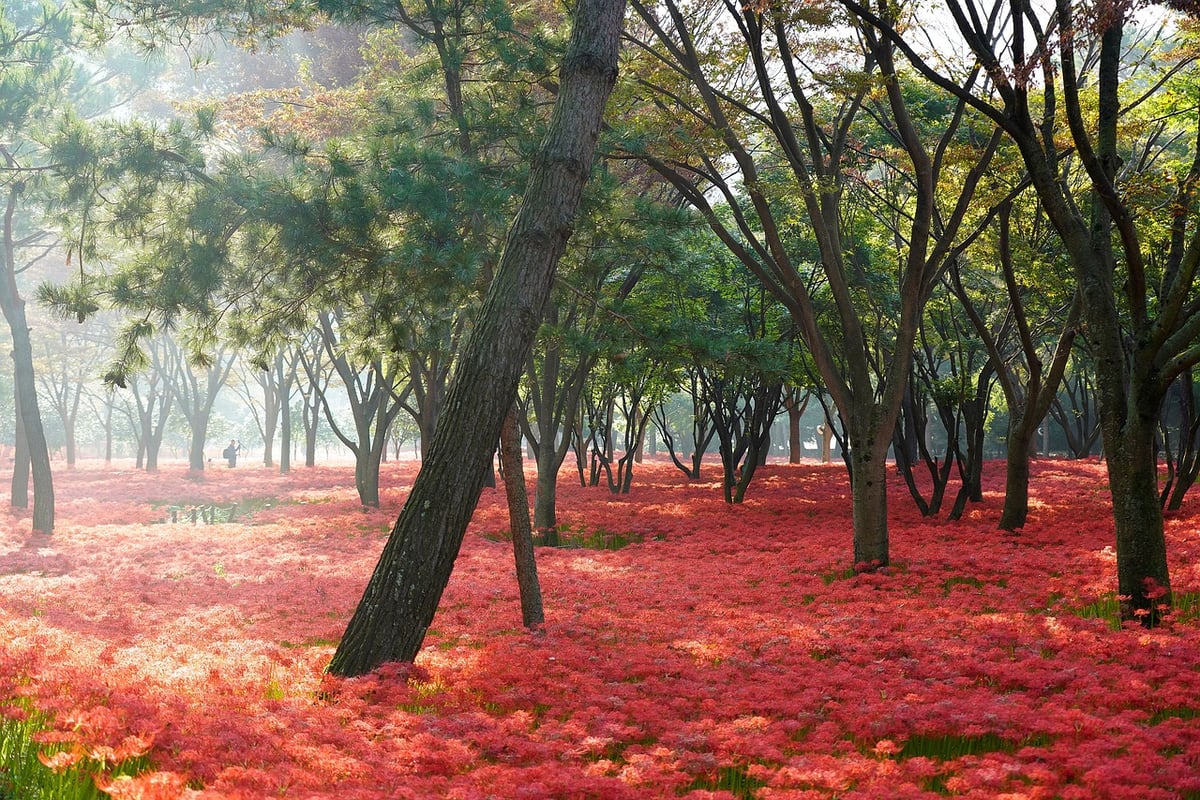 5 Most beautiful trees on earth