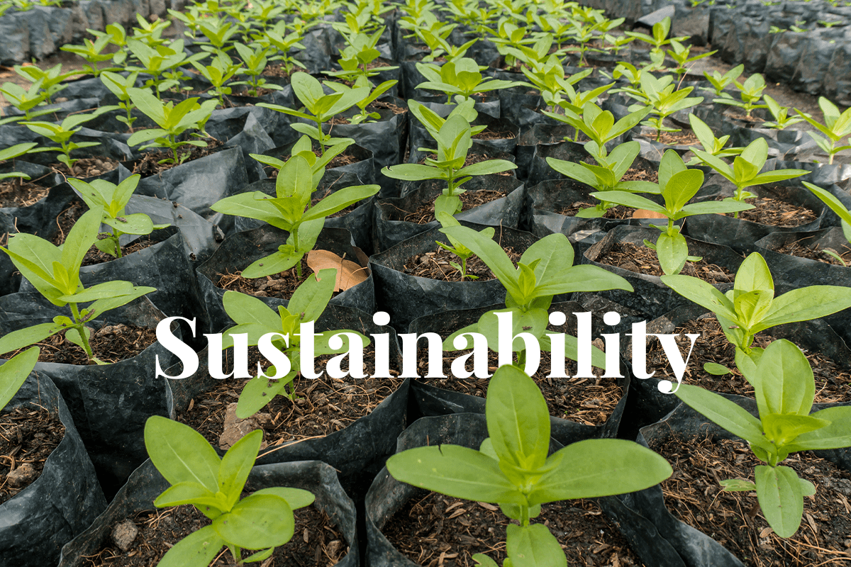 5 sustainable business practices_tree nursery_visual 1