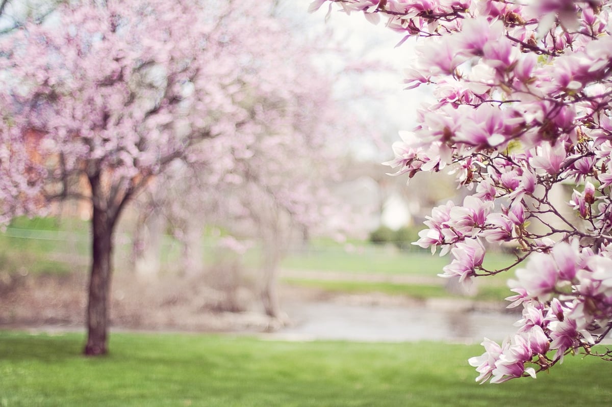 6 Most amazing trees on the planet