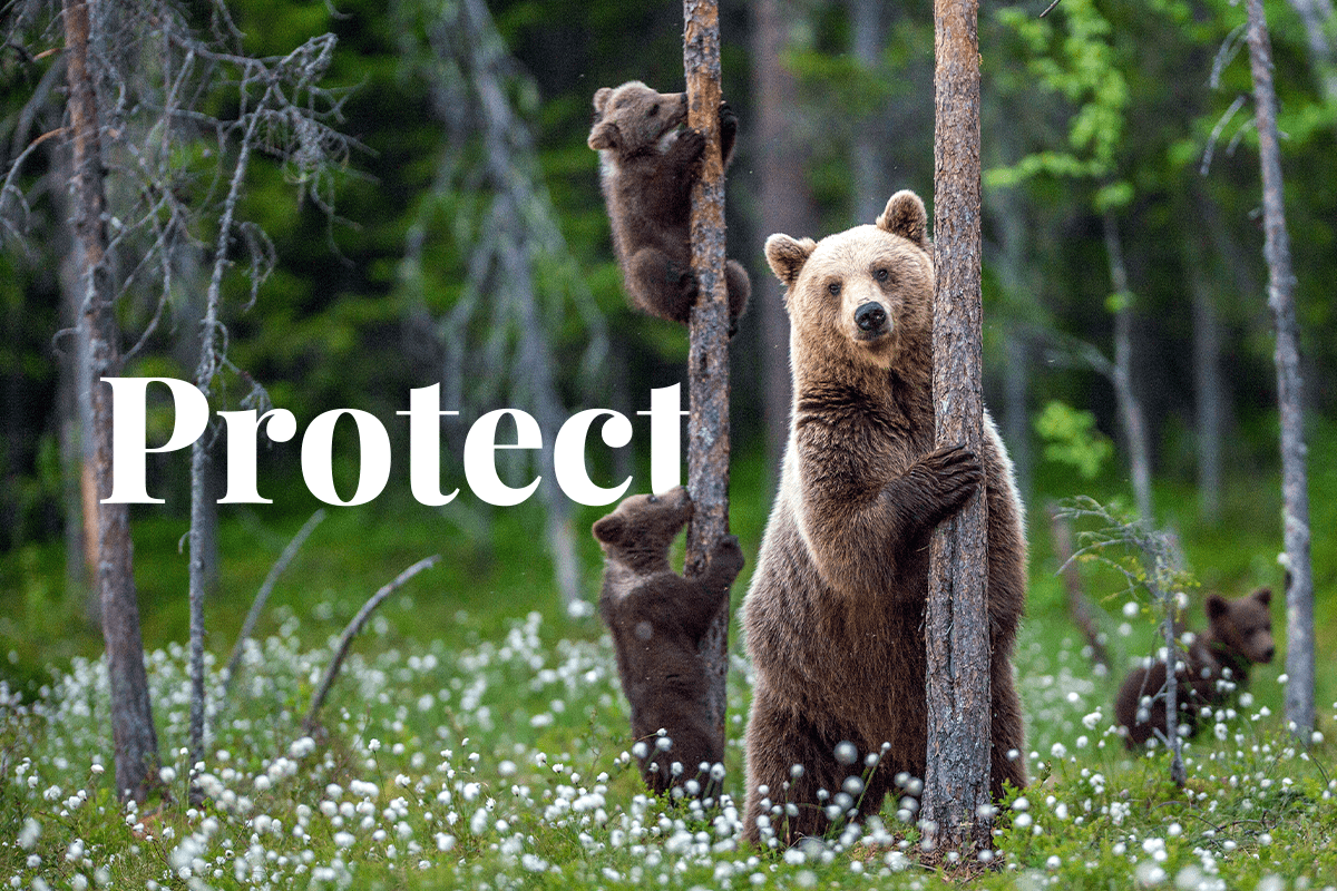 7 strategies for Protecting Wildlife-Pillar  Protecting Vital Habitats_visual 1
