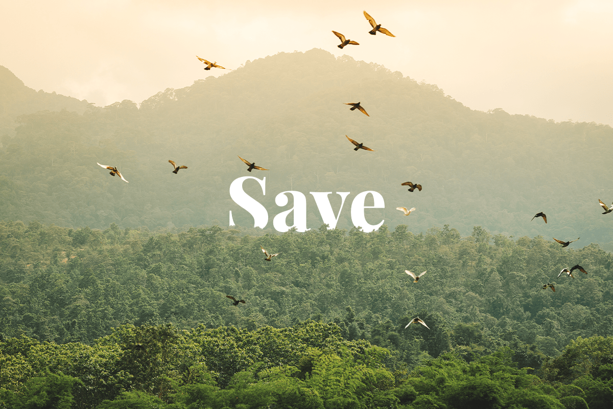 7 ways for businesses to reduce waste_flock of bird fly over a deciduous forest_visual 1