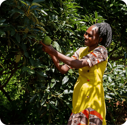 a lady picking fruit