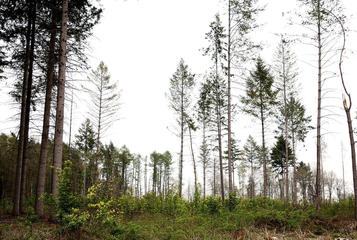 8 Important facts about forests