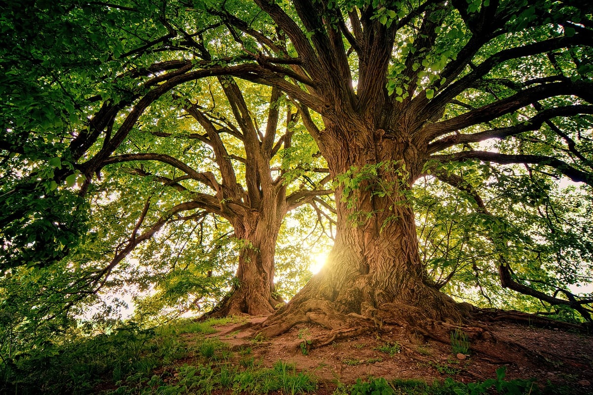 8 Most rare trees found on earth