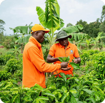 two people working with plants