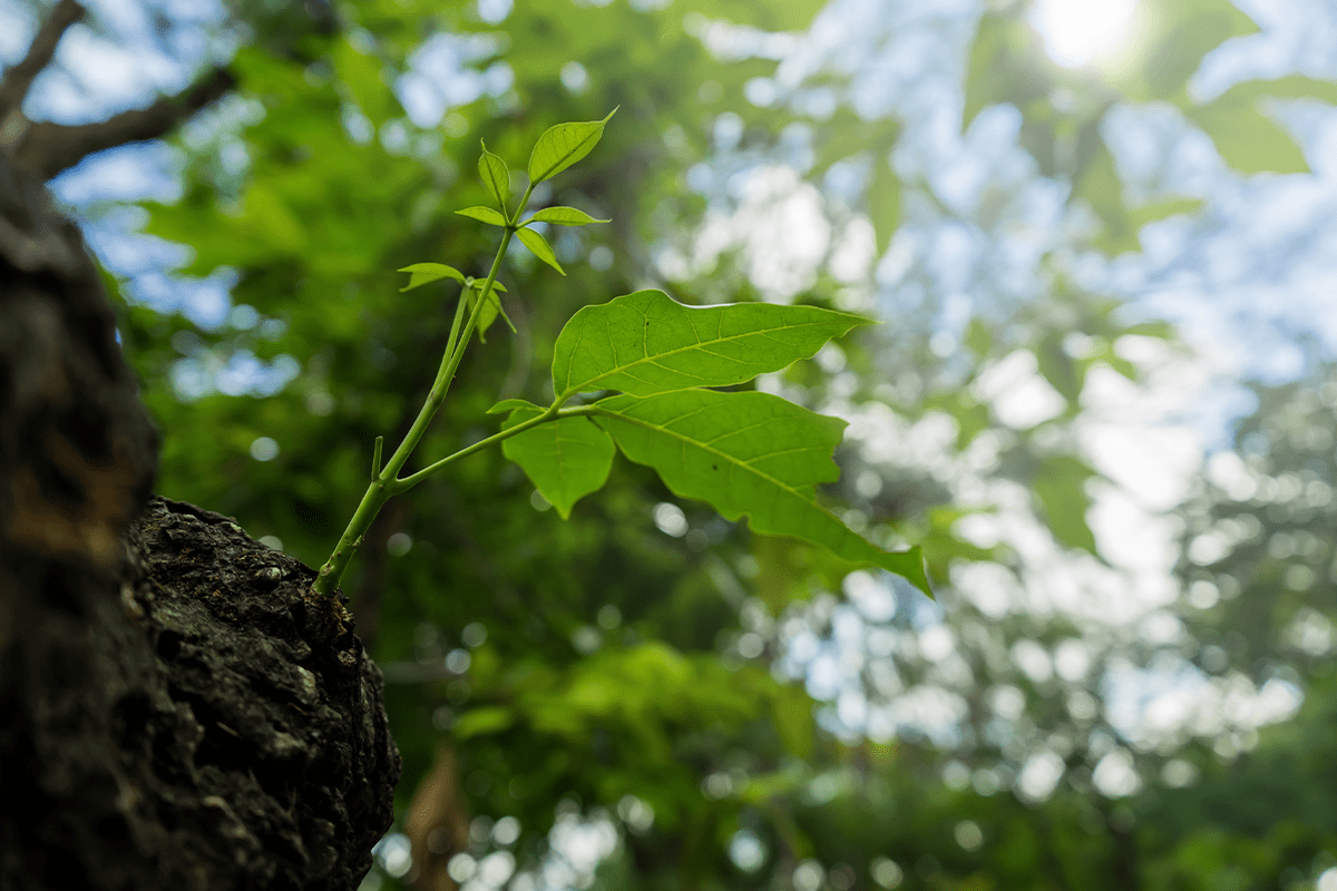 A Comprehensive Guide to Carbon Offsetting (1)