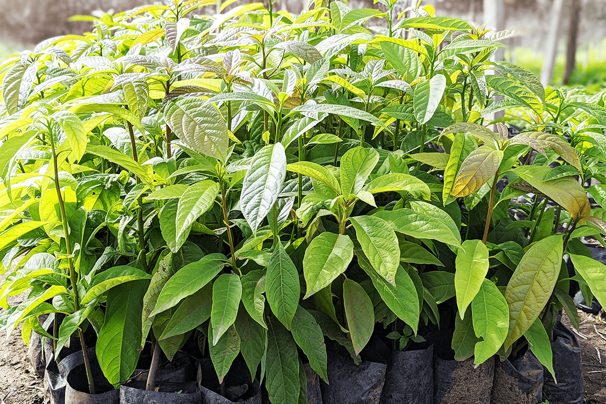 A Comprehensive Guide to Carbon Offsetting (2)