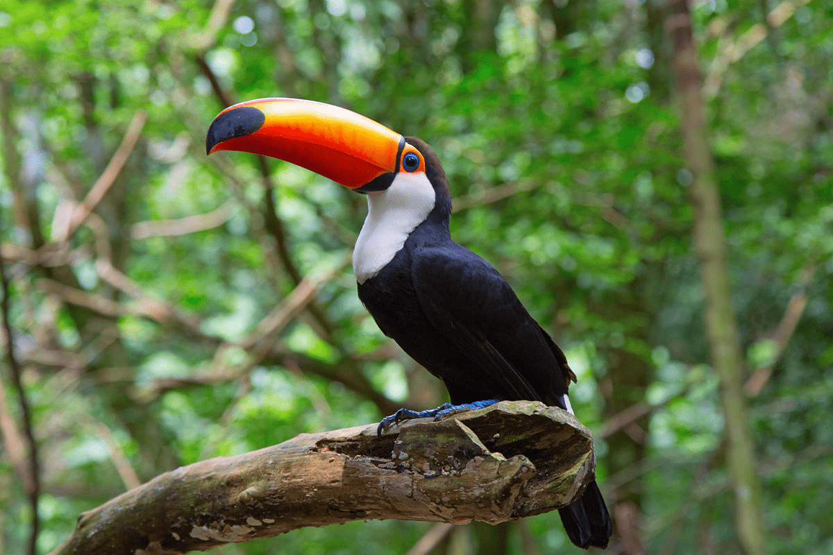 A Comprehensive Guide to Carbon Offsetting (3)