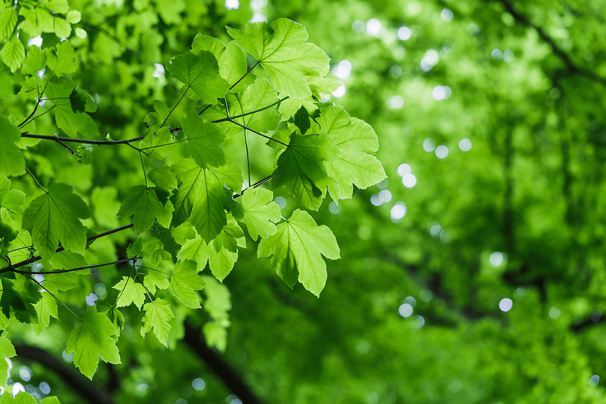 A Comprehensive Guide to Carbon Offsetting (5)