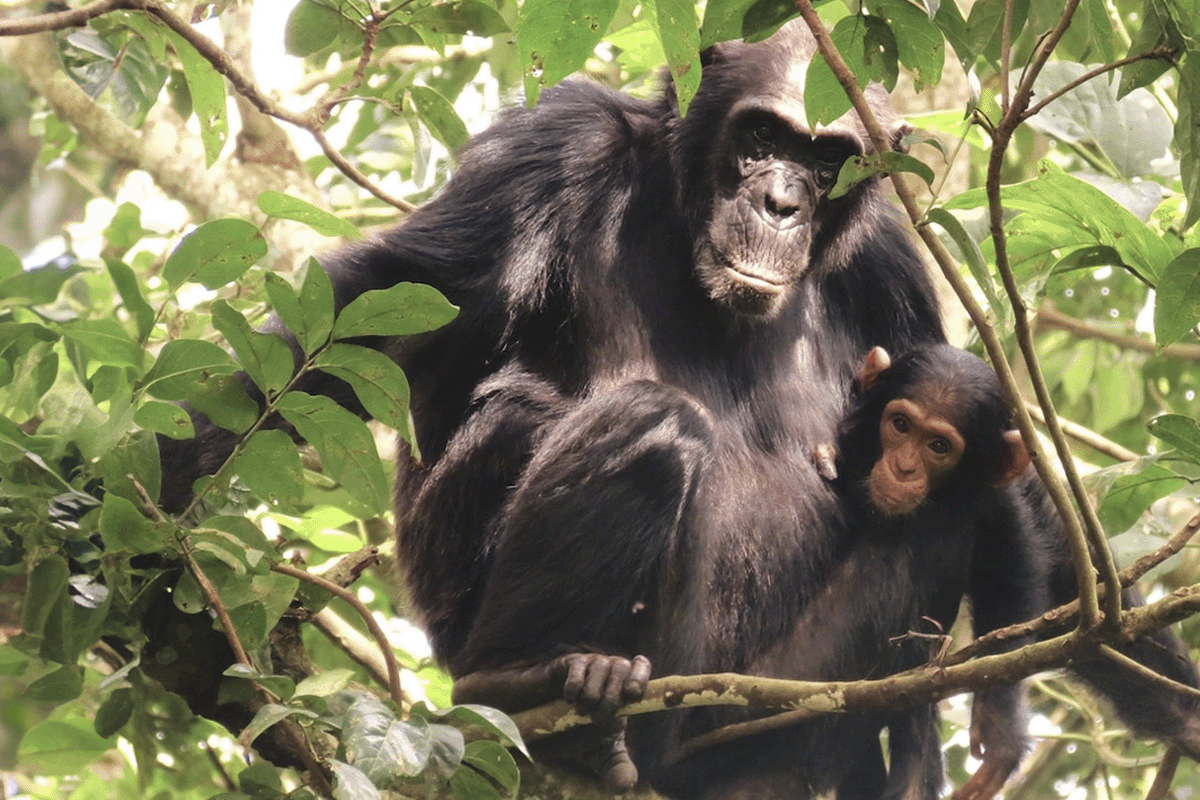 A Planet Earth III tale of the Bulindi Chimpanzee Project_Bulindi chimpanzees playing on a tree_visual 2