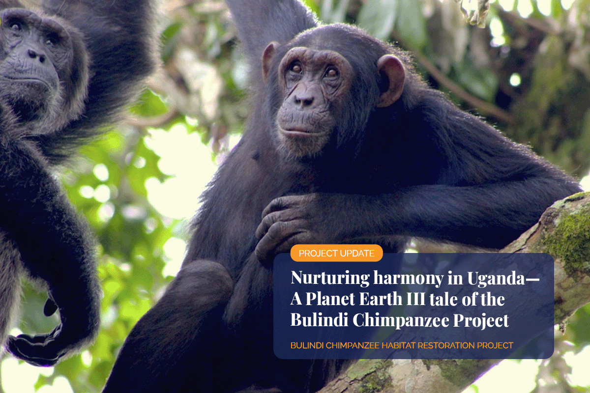 A Planet Earth III tale of the Bulindi Chimpanzee Project_Bulindi chimpanzees sitting on a tree_visual 1