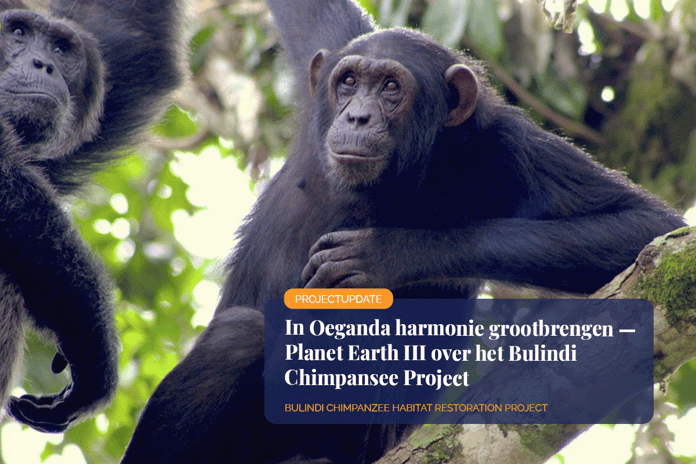 A Planet Earth III tale of the Bulindi Chimpanzee Project_Bulindi chimpanzees sitting on a tree_visual 1_NL