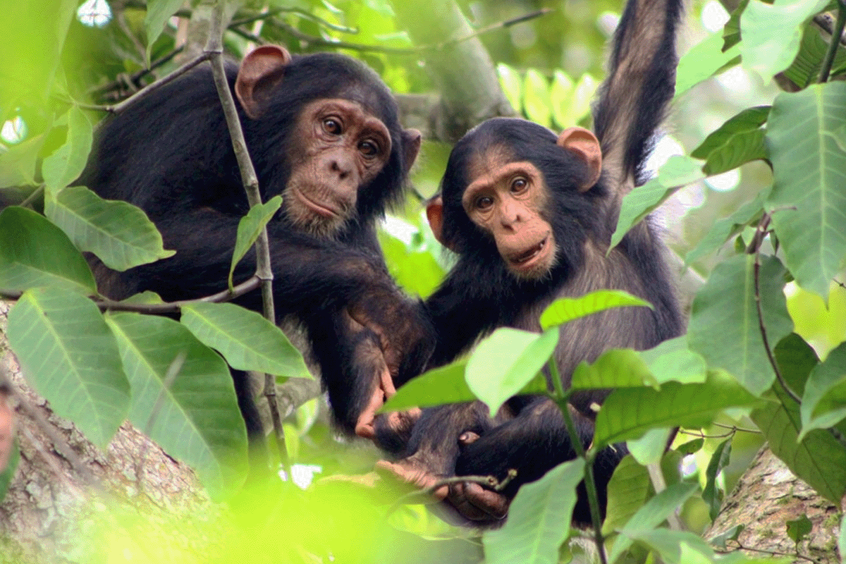 A Planet Earth III tale of the Bulindi Chimpanzee Project_Bulindi chimpanzees sitting on a tree_visual 5