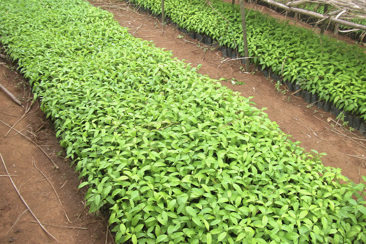 A Planet Earth III tale of the Bulindi Chimpanzee Project_Close up on tree seedlings_visual 4