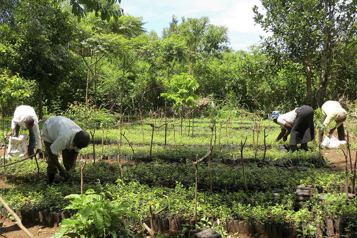 A Planet Earth III tale of the Bulindi Chimpanzee Project_Local people working at a tree nursery in Uganda_visual 3