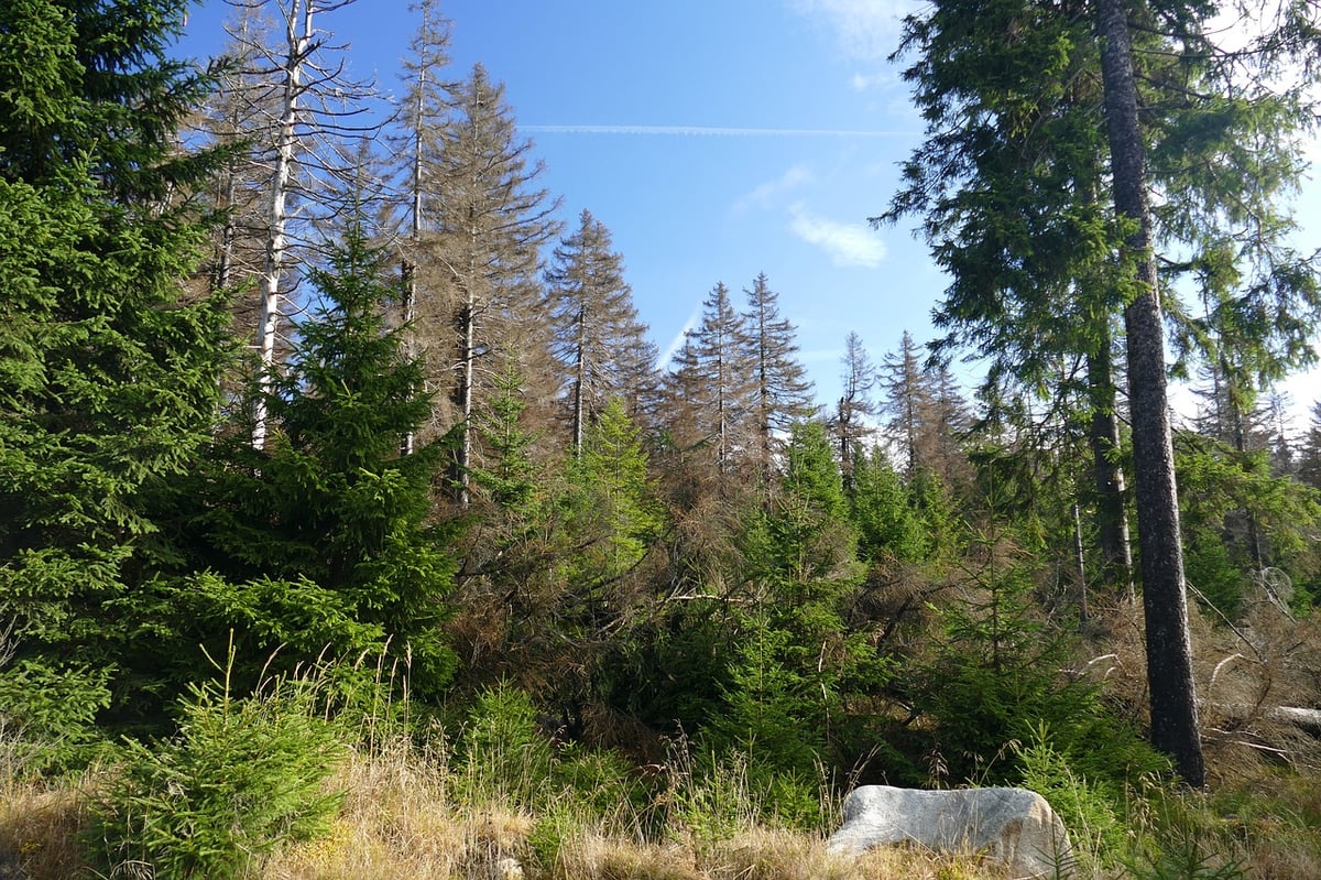 Afforestation versus reforestation – What’s the difference