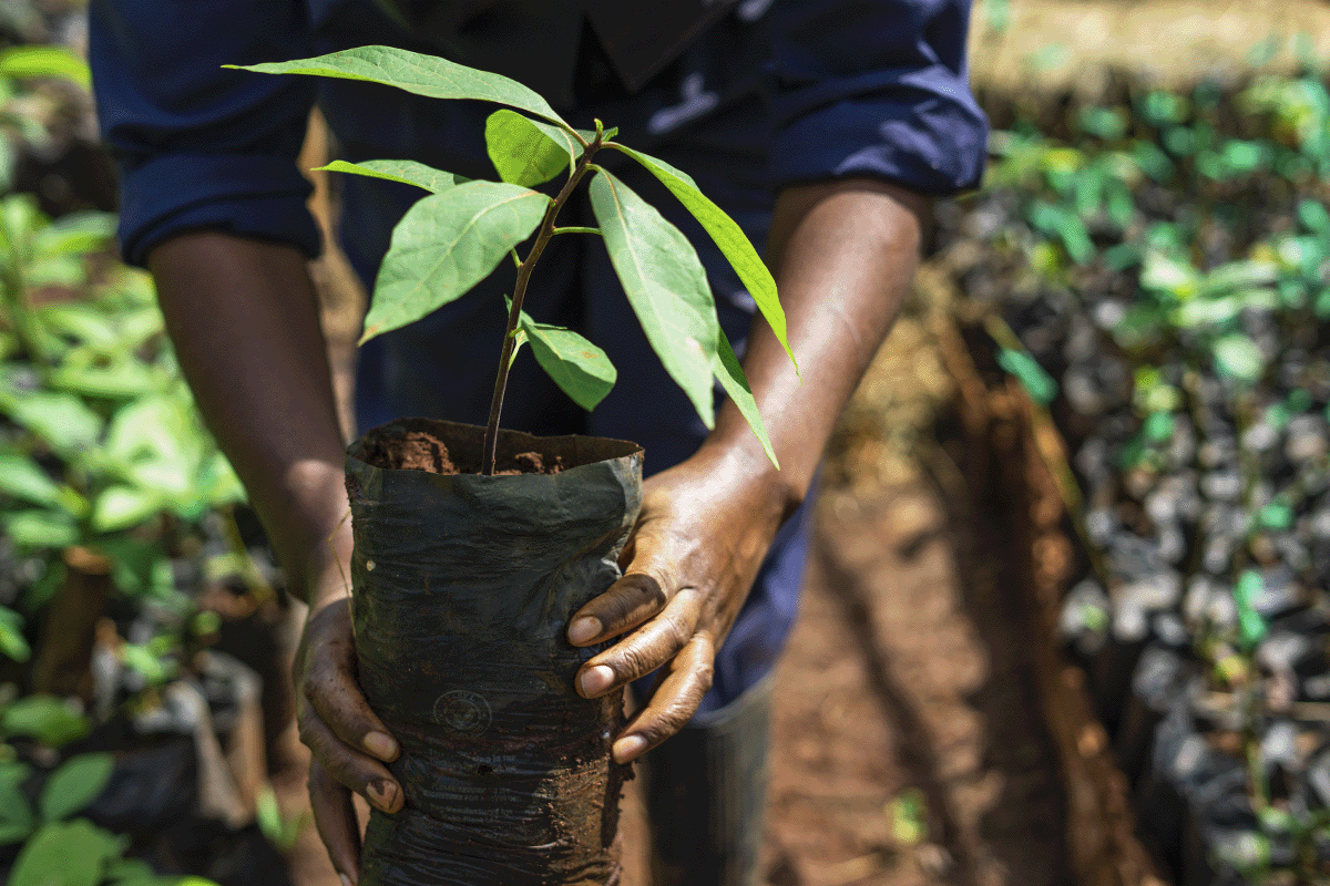 Africa’s 47 carbon afforestation and reforestation projects_an artisan holding young tree seedling in a soil bag_visual 5