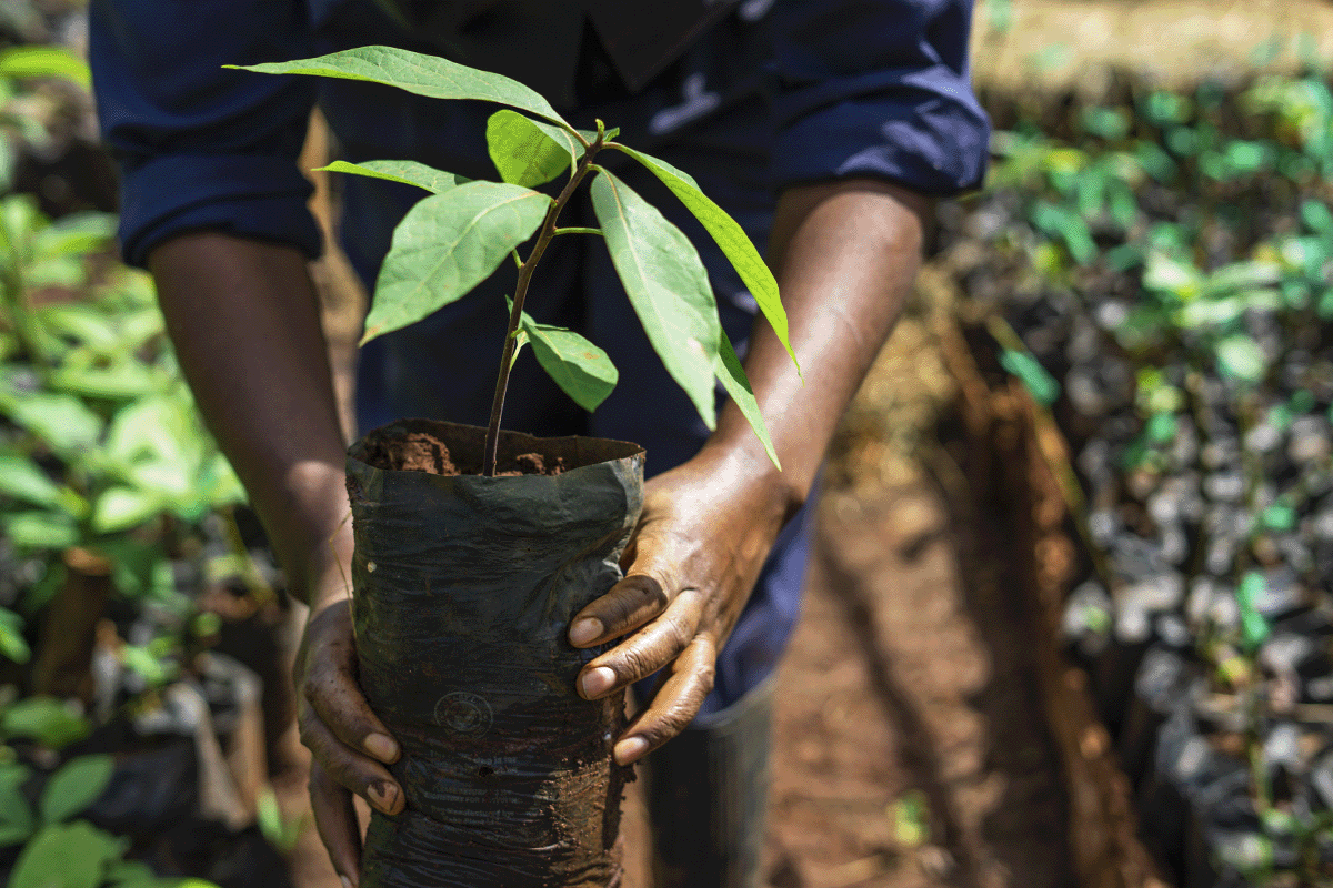 Ultimate guide to Africa’s 47 afforestation and reforestation projects