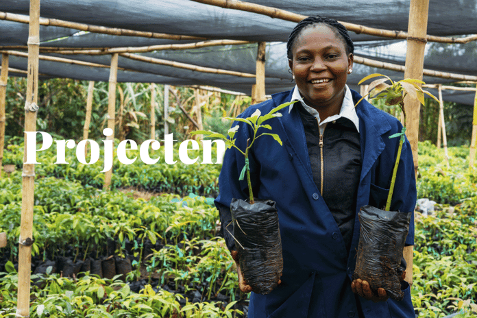 Africa’s 47 carbon afforestation and reforestation projects_an artisan working in Kenya Tree Nursery_visual 1_NL