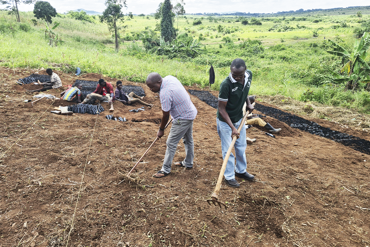 Africa’s 47 carbon afforestation and reforestation projects_comommunity members working on a field as a part of Bulindi Chimpanzee Habitat Restoration Project_visual 4-1