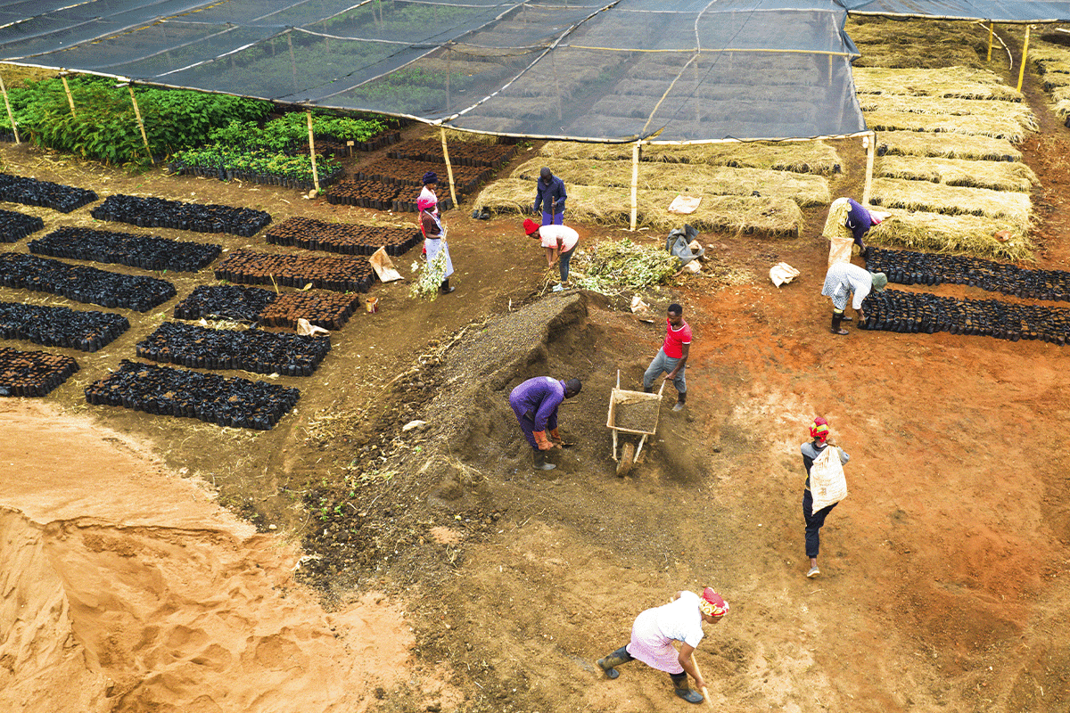 Africa’s 47 carbon afforestation and reforestation projects_locals working in Kenya Tree Nursery_visual 2