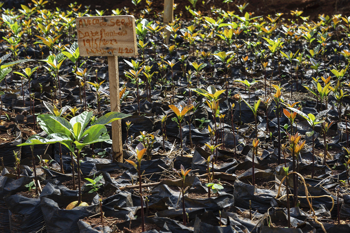 Africa’s 47 carbon afforestation and reforestation projects_young tree seedlings as a part of Hongera Reforestation Project_visual 3