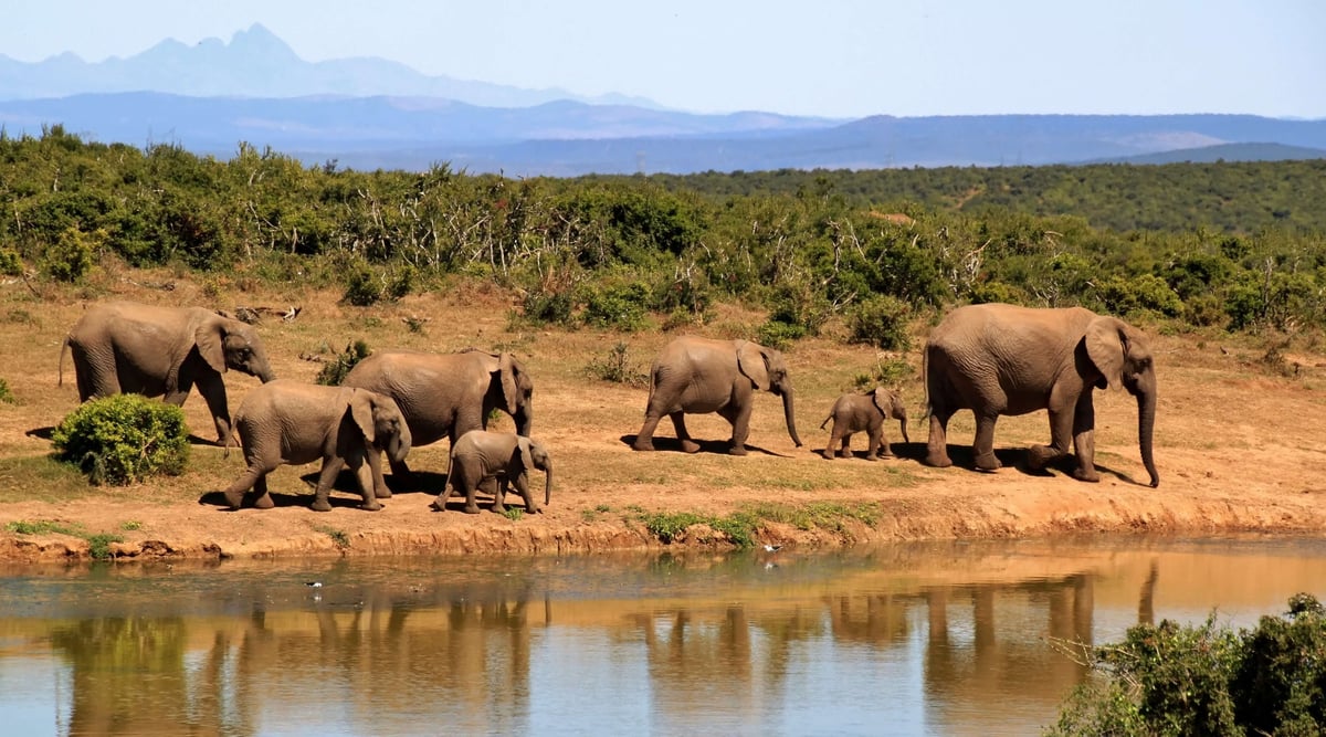 Africa’s elephants are two different species, and both are endangered