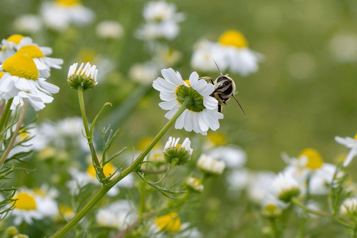 Agriculture_bee_visual 5