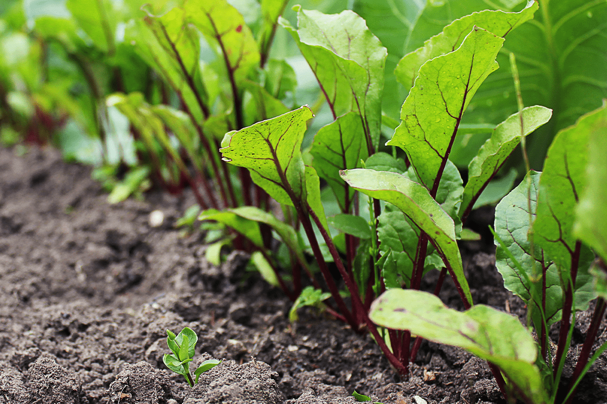 Agriculture_beetroots_visual 2