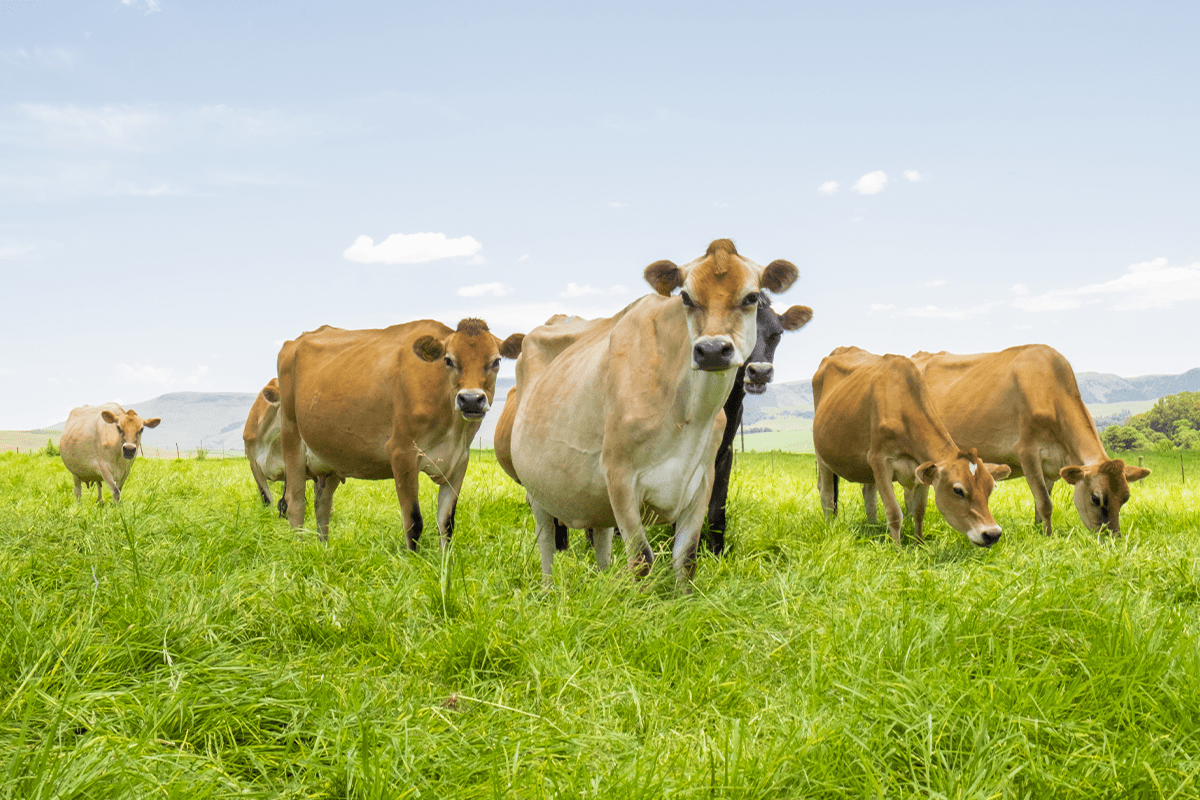 Agriculture_cows_visual 1