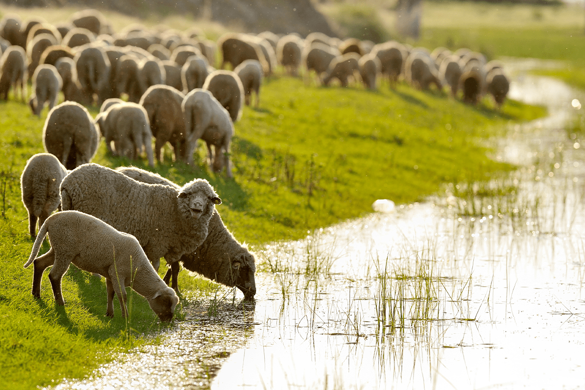 Agriculture_herd of sheep_visual 8