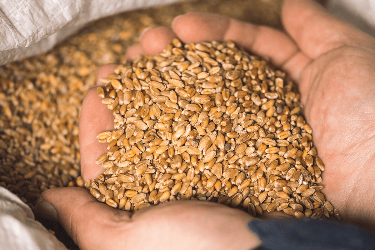 Agriculture_wheat grains_visual 9