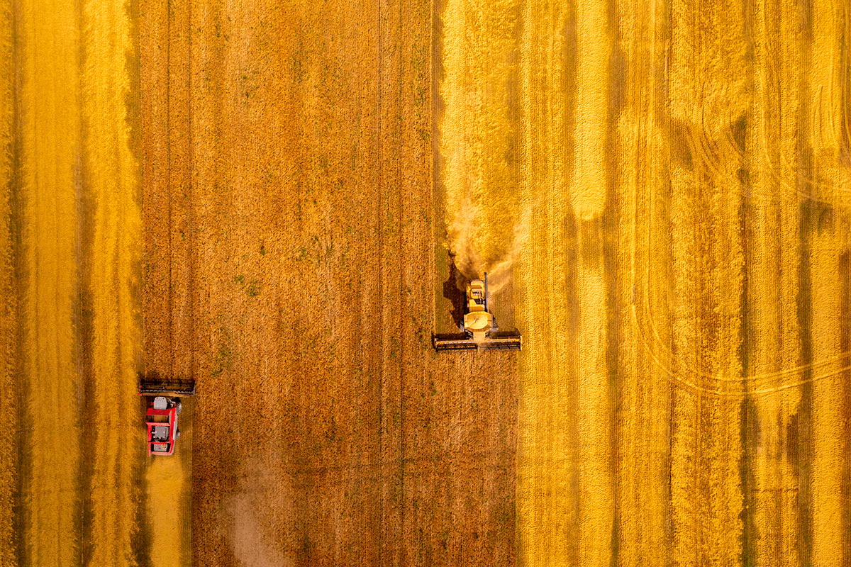 Agroecology in action_ Wheat crops are a good example of monoculture_visual4